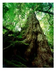 写し人　三好和義写真展　-世界遺産　屋久島-