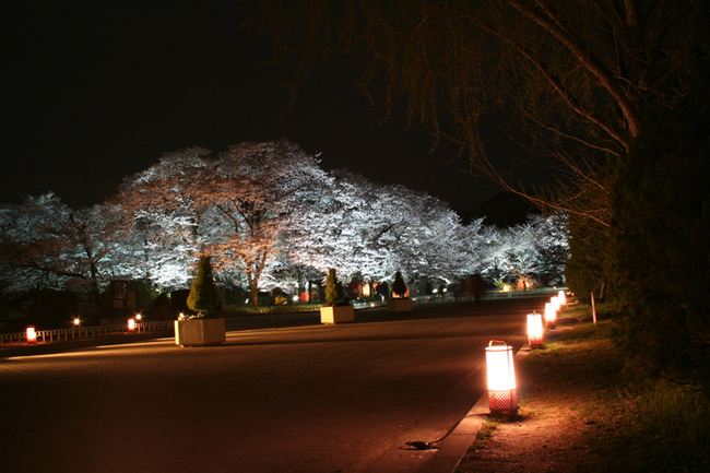 京都府立植物園「桜のライトアップ」