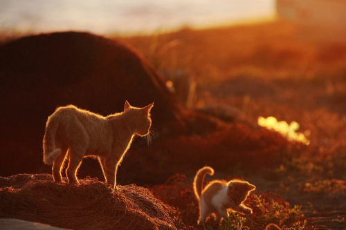 星野俊光　写真展　　　　　　　　　　　　　　　　　　　　　　　　「Cats on the Shore～海辺に生きる猫たちの記憶～」