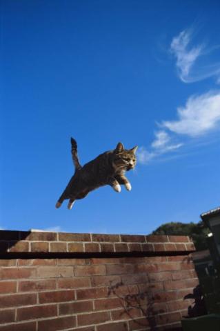 「岩合光昭写真展 ねこ」 