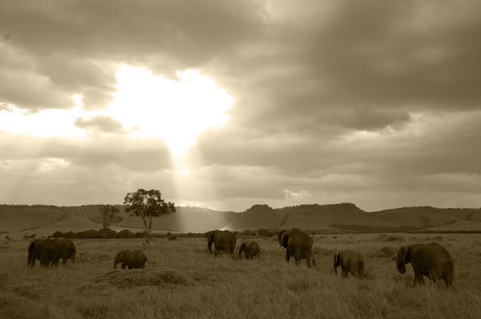 藤川靖彦　写真展「SAVANNA HOT-LINE」