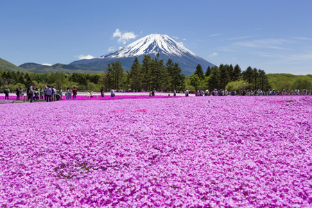 2015富士芝桜まつり