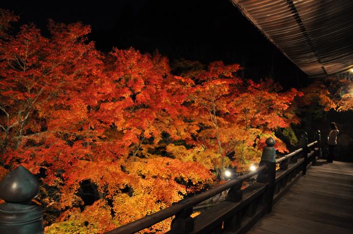 西国三十三所第 25 番札所「播州清水寺」で 「秋の紅葉ライトアップ」