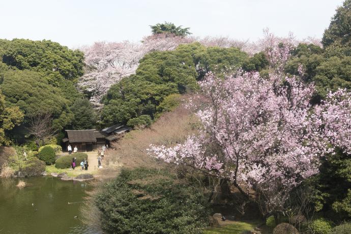 博物館でお花見を