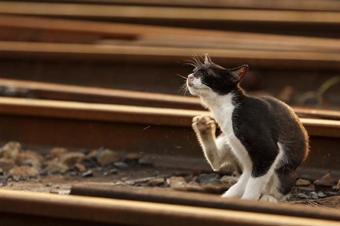 【展覧会】企画展示『「鉄道」と「猫と鉄道」』写真展