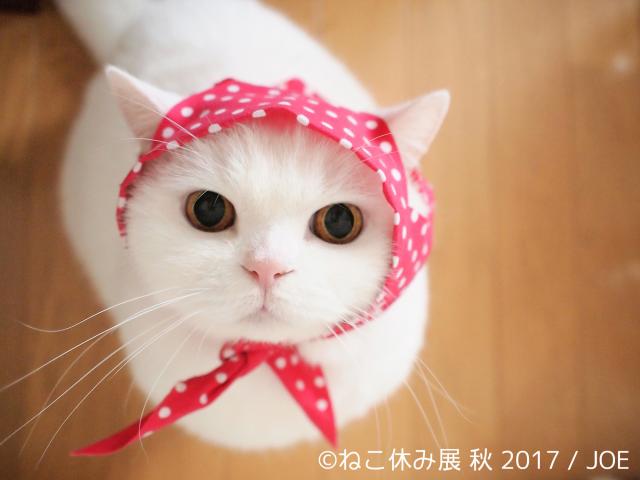 【展覧会】ねこ休み展 秋