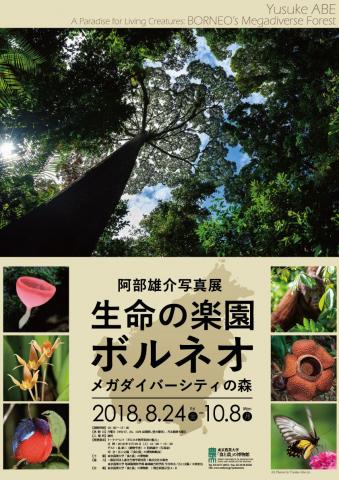 特別展 阿部雄介写真展「生命の楽園ボルネオ・メガダイバーシティの森」