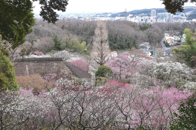 京王百草園で恒例の「梅まつり」