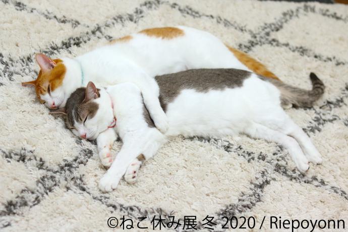 猫の合同写真展＆物販展「ねこ休み展 冬 2020」