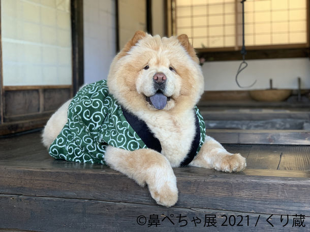 鼻ぺちゃ犬の合同写真展＆物販展「鼻ぺちゃ展 2021」