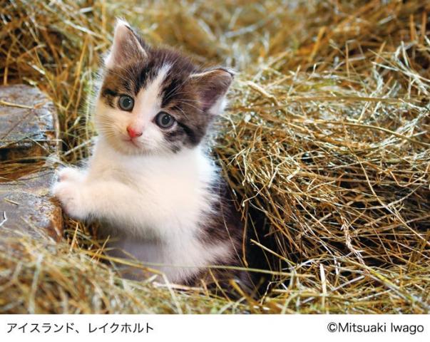 岩合光昭写真展 「こねこ」