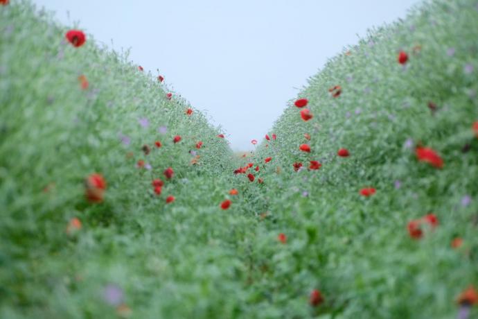 フジフイルム スクエア　企画写真展 岡本洋子写真展「心模様、花もよう」