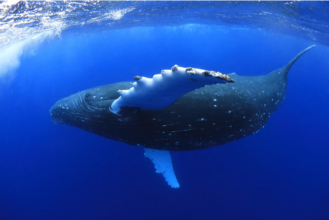 フジフイルム スクエア　企画写真展「生き物たちの地球」