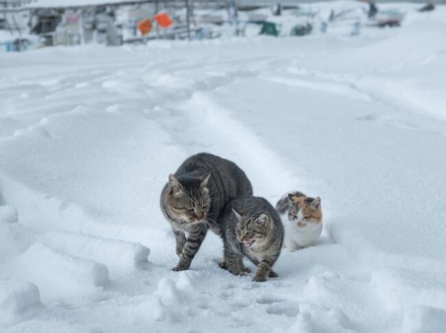 熊谷忠浩 写真展「あきたの猫」