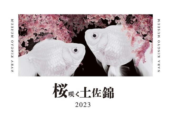 桜咲く土佐錦-2023