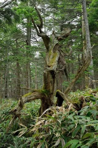 片柳　純　写真展 「木の声、森の声」