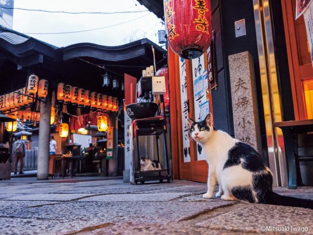 岩合光昭写真展「ご当地ねこ」